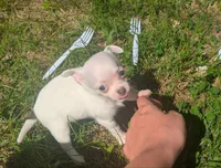 InTheFuture, a female Chihuahua for sale in West Plains, MO – 1 of 9
