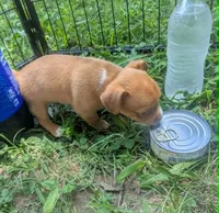 UpToYou, a male Chihuahua for sale in West Plains, MO – 2 of 6