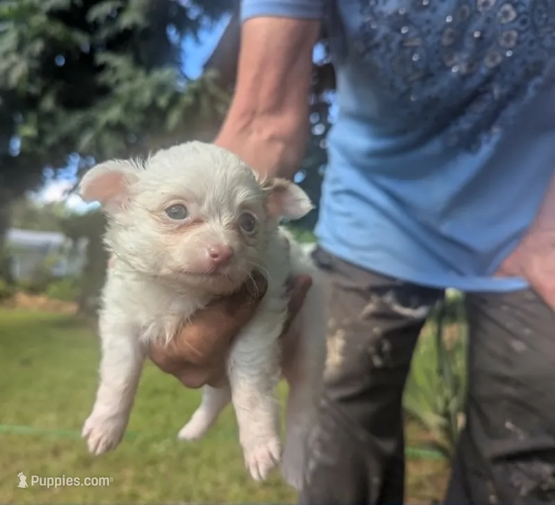 Long-hairedGirlie – Chihuahua puppy for sale in West Plains, MO