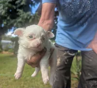 Long-hairedGirlie, a female Chihuahua for sale in West Plains, MO – 1 of 10