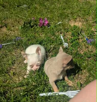 Up2You, a male Chihuahua for sale in West Plains, MO – 9 of 9