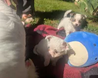 Long-hairedGirlie, a female Chihuahua for sale in West Plains, MO – 4 of 10