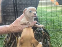 YouPick, a male Chihuahua for sale in West Plains, MO – 7 of 10