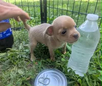 YouPick, a male Chihuahua for sale in West Plains, MO – 2 of 4