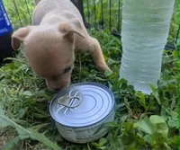Future, a male Chihuahua for sale in West Plains, MO – 3 of 9