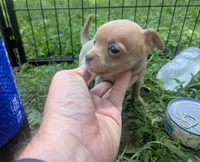 Future, a male Chihuahua for sale in West Plains, MO – 4 of 9
