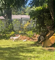 Long-hairedBeauty, a female Chihuahua for sale in West Plains, MO – 10 of 10
