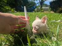 Up2You, a male Chihuahua for sale in West Plains, MO – 1 of 9