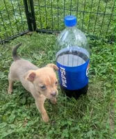 Future, a male Chihuahua for sale in West Plains, MO – 2 of 9