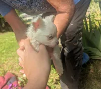 Long-hairedBeauty, a female Chihuahua for sale in West Plains, MO – 6 of 10