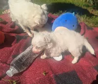 ALittleBit, a female Chihuahua for sale in West Plains, MO – 6 of 10