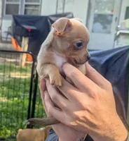 Future, a male Chihuahua for sale in West Plains, MO – 9 of 9