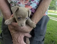 Someday, a male Chihuahua for sale in West Plains, MO – 8 of 10