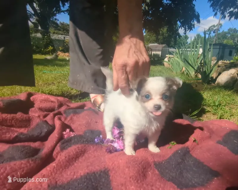 NowOrNever – Chihuahua puppy for sale in West Plains, MO