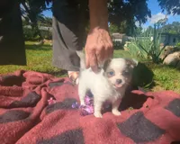 NowOrNever, a female Chihuahua for sale in West Plains, MO – 3 of 8