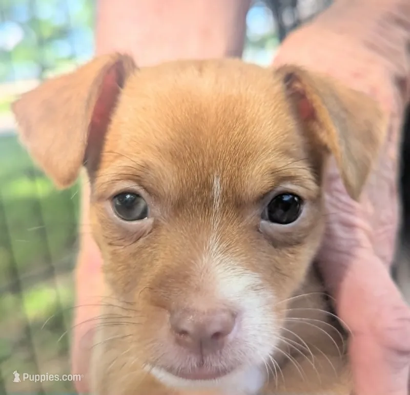 heterochromia Chi – Chihuahua puppy for sale in West Plains, MO