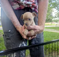 YouPick, a male Chihuahua for sale in West Plains, MO – 8 of 10