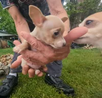 NoneYet, a female Chihuahua for sale in West Plains, MO – Photo 3 of 8