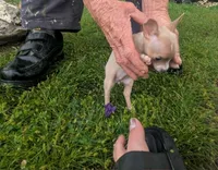 NoneYet, a female Chihuahua for sale in West Plains, MO – Photo 2 of 8