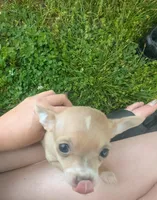 NoneYet, a female Chihuahua for sale in West Plains, MO – Photo 6 of 8