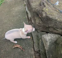 NoneYet, a female Chihuahua for sale in West Plains, MO – Photo 8 of 8