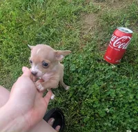 NoneYet, a female Chihuahua for sale in West Plains, MO – Photo 7 of 8
