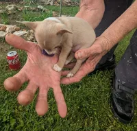 NoneYet, a female Chihuahua for sale in West Plains, MO – Photo 4 of 8