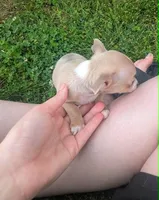 NoneYet, a female Chihuahua for sale in West Plains, MO – Photo 5 of 8