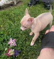 NoneYet, a female Chihuahua for sale in West Plains, MO – Photo 1 of 8