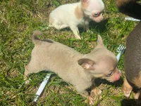 NotYet, a male Chihuahua for sale in West Plains, MO – 5 of 10