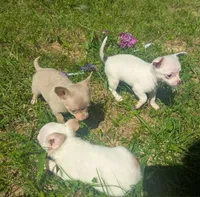 InTheFuture, a female Chihuahua for sale in West Plains, MO – 6 of 9