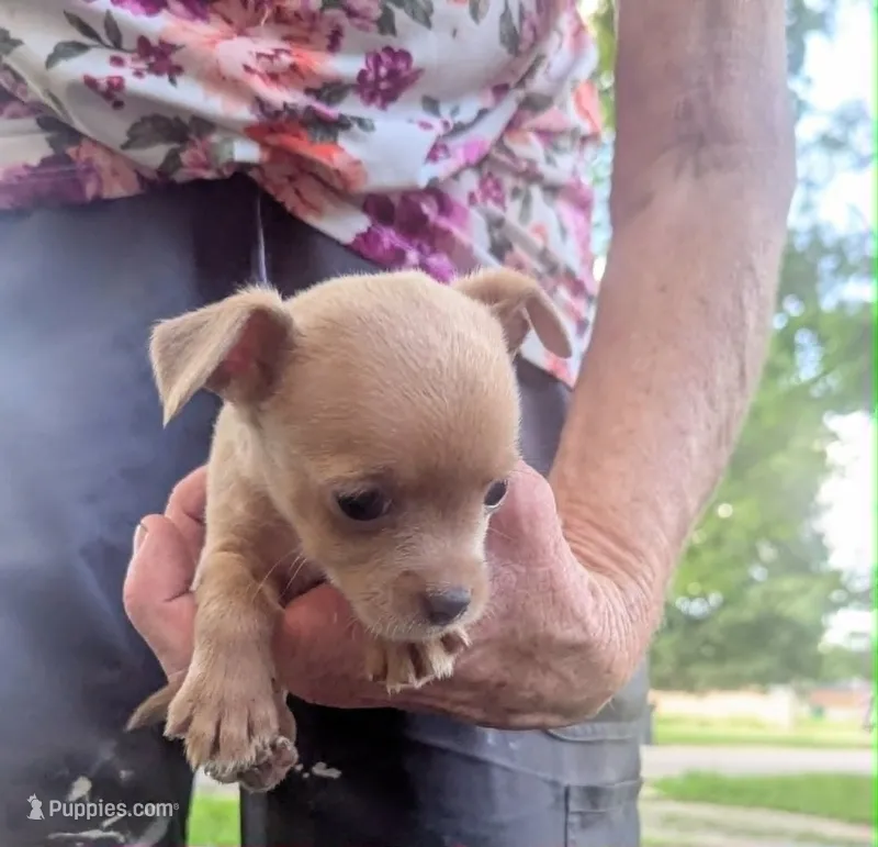 YouPick – Chihuahua puppy for sale in West Plains, MO