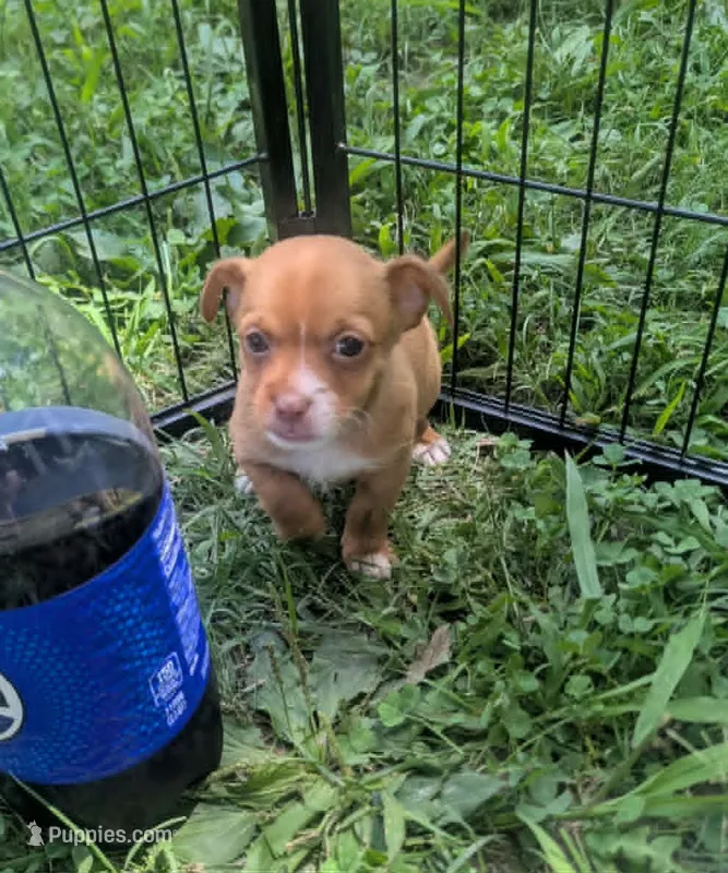 UpToYou – Chihuahua puppy for sale in West Plains, MO