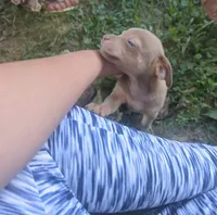 Someday, a male Chihuahua for sale in West Plains, MO – 5 of 10