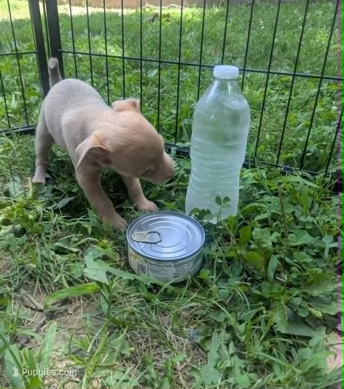 Someday – Chihuahua puppy for sale in West Plains, MO