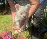 Long-hairedBeauty, a female Chihuahua for sale in West Plains, MO – 1 of 10