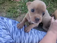 YouPick, a male Chihuahua for sale in West Plains, MO – 3 of 10