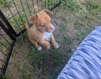 heterochromia!, a male Chihuahua for sale in West Plains, MO – 3 of 8
