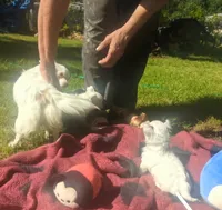 ALittleBit, a female Chihuahua for sale in West Plains, MO – 7 of 10