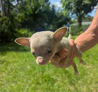 NotYet, a male Chihuahua for sale in West Plains, MO – 2 of 10