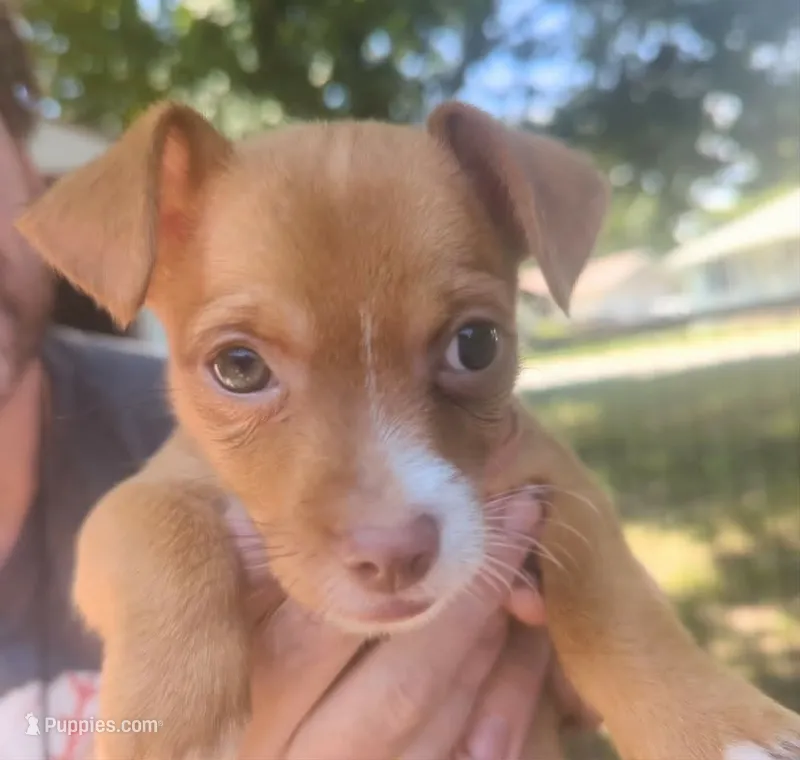 Heterochromia!! – Chihuahua puppy for sale in West Plains, MO