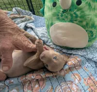 Future, a male Chihuahua for sale in West Plains, MO – 3 of 7