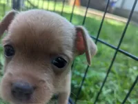 Future, a male Chihuahua for sale in West Plains, MO – 7 of 9