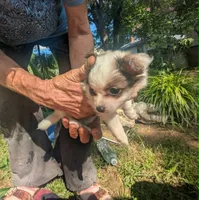NowOrNever, a female Chihuahua for sale in West Plains, MO – 2 of 8