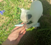 InTheFuture, a female Chihuahua for sale in West Plains, MO – 8 of 9