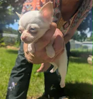 Up2You, a male Chihuahua for sale in West Plains, MO – 8 of 9