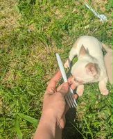 Up2You, a male Chihuahua for sale in West Plains, MO – 8 of 9