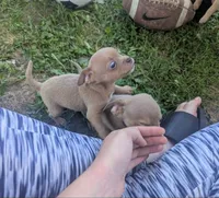Future, a male Chihuahua for sale in West Plains, MO – 7 of 9
