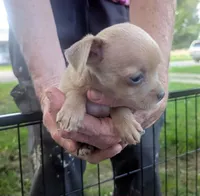 Future, a male Chihuahua for sale in West Plains, MO – 4 of 9