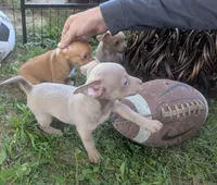 Someday, a male Chihuahua for sale in West Plains, MO – 7 of 10